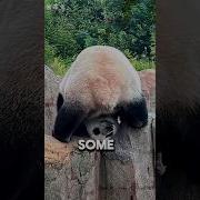 Panda Facts That Will Make You Smile Shorts
