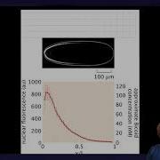 Positional Information Reaction Diffusion Equation