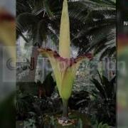 CORPSE FLOWER BLOOMS AT DC BOTANIC GARDEN