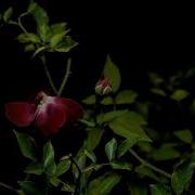 Lockdown Period BLOOMING RED ROSES Timelapse