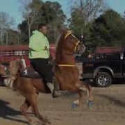 SUPER HOT Tennessee Walking Horse Trail Ride In Douglassville Texas