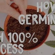 How To Germinate Seeds With A 100 Success Rate Guarantee Cannabis Germination Tutorial
