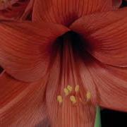 TF120 Time Lapse Flower FREE FOOTAGE