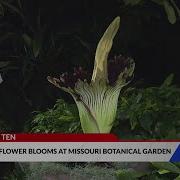 Corpse Flower Blooms At Missouri Botanical Garden