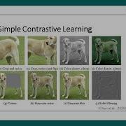 Self Supervised Learning Contrastive Representation Learning