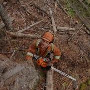 Supervision In Manual Falling Challenges For Supervisors WorkSafeBC