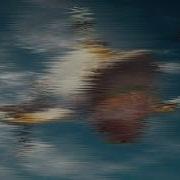 Maneater Bone Evolution Trailer But It S Edited