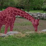 Giraffes Object Segmentation With YOLACT
