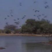 Swarm Of Red Billed Queleas
