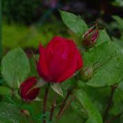 Red Rose Bloom Time Lapse 38