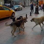 Happiest Pack Of Playing Street Dogs Istanbul Turkey
