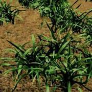 Renderman Grass Shader