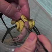 Feeding Juvenile Green Tree Pythons