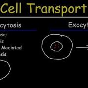 Cell Transport Endocytosis Exocytosis Phagocytosis And Pinocytosis