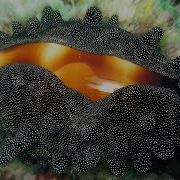 15 STUNNING Beach Shell Creatures