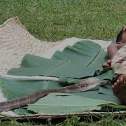 Cobra Attacked Sleeping Boy Sri Lanka