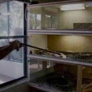 Fatal Attractions Man With 40 Snakes