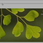 WP Plugin Development Part 6 Pass Attributes To Shortcode In Wordpress Plugin