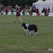 Qualifications Eddy De Ceuster Tiesto Mystequalbrain Border Collie BELGIUM