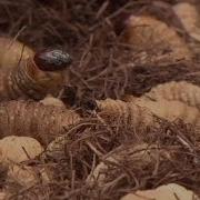 Insects Food Of The Future