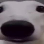 Top 5 Reasons Why You Should Get A Dog