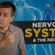 Nervous System The Neuron AP Psychology Unit 2 Topic 3