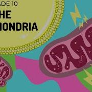 THE MITOCHONDRIA Cell Organelles Made EASY