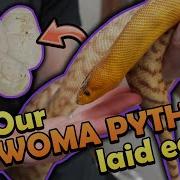 Our Woma Python Laid Eggs