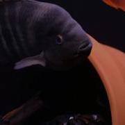 Red Devil Midas Cichlid Breeding Behavior HD