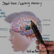 Short Term Or Working Memory In The Brain Intro To Psychology