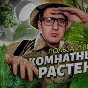 Никто не говорил этого про комнатные растения Спроси Ученого