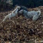 Zeus Bertie Mearle T Leaf Pile Explosion