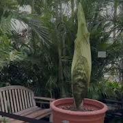 Introducing Frederick The Corpse Flower