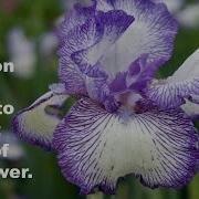 How To Build A Decision Tree Model To Predict The Different Types Of Iris Flower