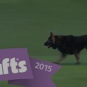 West Midlands Police Dog Display Crufts 2015