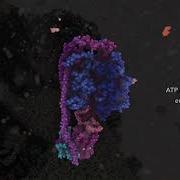 ATP Synthesis HHMI BioInteractive Video