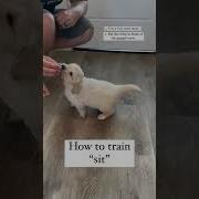 How To Train Sit To Your Puppy