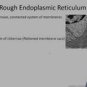 Chapter 1 3a Cell Structure And Function Structure 1 9 Cambridge A Level 9700 Biology