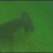 Hammerhead Eating Stingray Up Close And For The Shark It Was Too Personal He Was Defensive