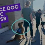 Service Dog Public Access Test