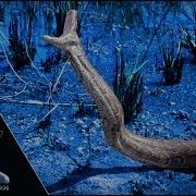 Aggressive Pythons 03 Footage