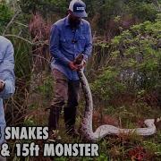 3 Nests 4 Giant Pythons 1 Island Unbelievable Python Nest Discovery In The Florida Everglades