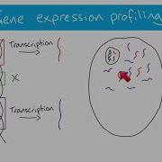 A2 Biology Microarrays