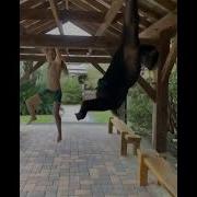 Calisthenics With A Monkey Shorts
