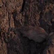 Natural Selection And The Rock Pocket Mouse HHMI BioInteractive Video