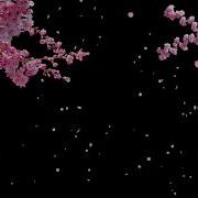 Cherry Blossom Tree With Falling Petals On Transparent Background Stock Video