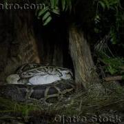 Python Vs Turtle 03 Music