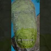 Как змеи сбрасывают кожу