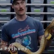 How To Breed Woma Pythons