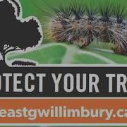 LDD Tree Burlap How To Protect Your Trees